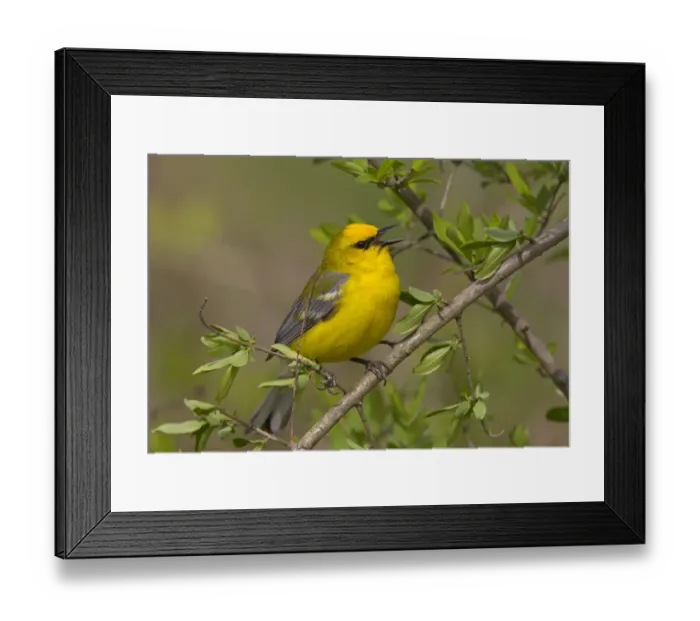 Framed Print : Blue-winged Warbler (Vermivora cyanoptera) singing, Ohio, USA Framed Print : Blue-winged Warbler (Vermivora cyanoptera) singing, Ohio, USA