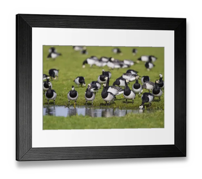 Framed Print : Barnacle Goose (Branta leucopsis) foraging, The Netherlands Framed Print : Barnacle Goose (Branta leucopsis) foraging, The Netherlands