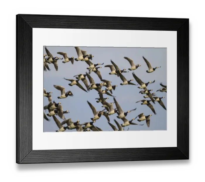Framed Print : Barnacle Goose (Branta leucopsis) flying, The Netherlands Framed Print : Barnacle Goose (Branta leucopsis) flying, The Netherlands