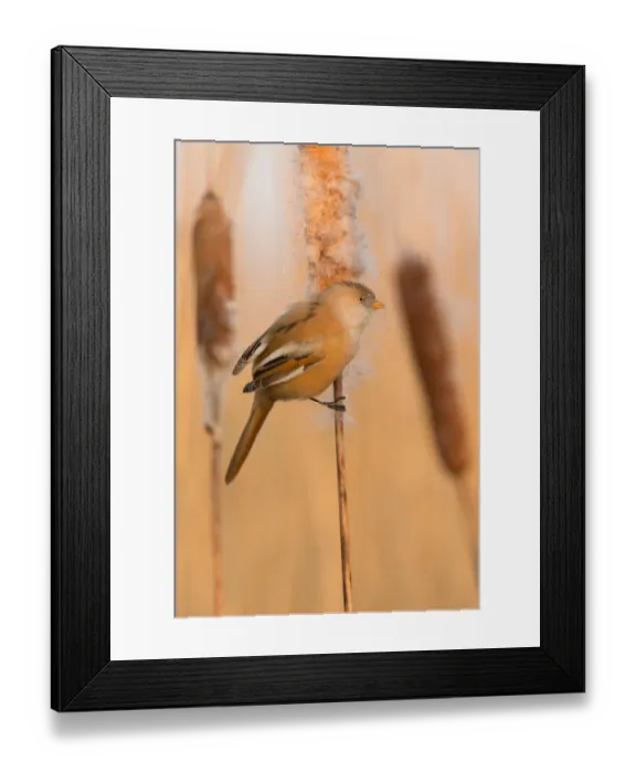 Framed Print : Bearded Reedling (Panurus biarmicus) female, Saxony, Germany