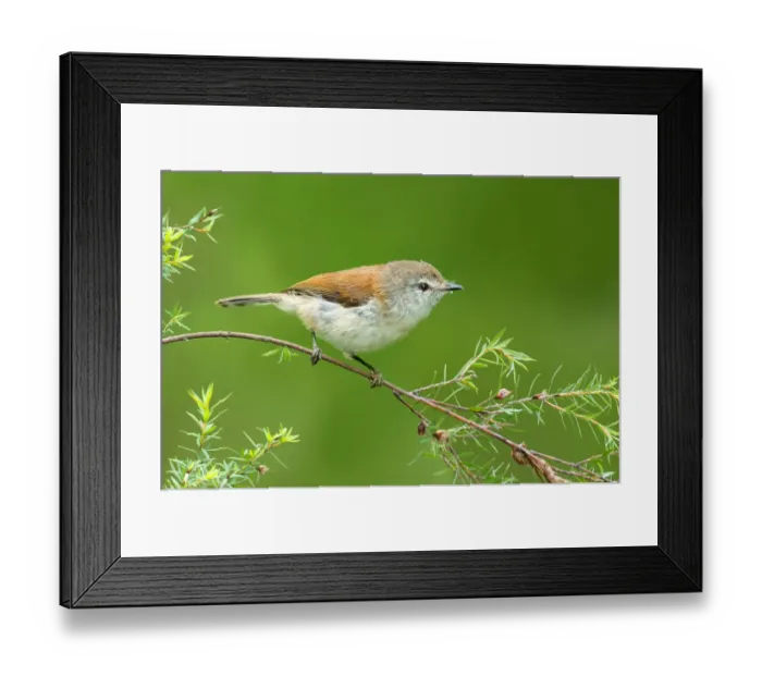 Framed Print : Brown Gerygone (Gerygone mouki), Victoria, Australia Framed Print : Brown Gerygone (Gerygone mouki), Victoria, Australia