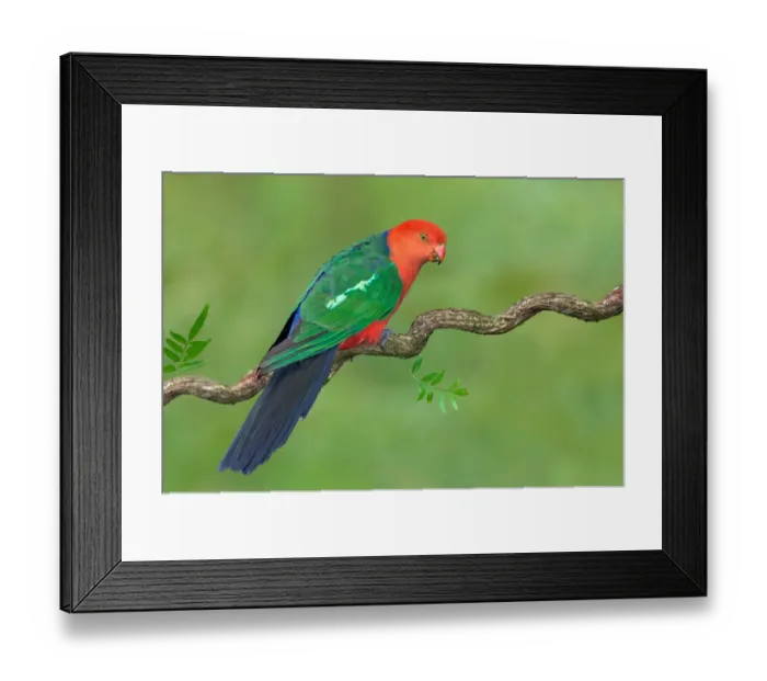 Framed Print : Australian King Parrot (Alisterus scapularis) male, Victoria, Australia Framed Print : Australian King Parrot (Alisterus scapularis) male, Victoria, Australia