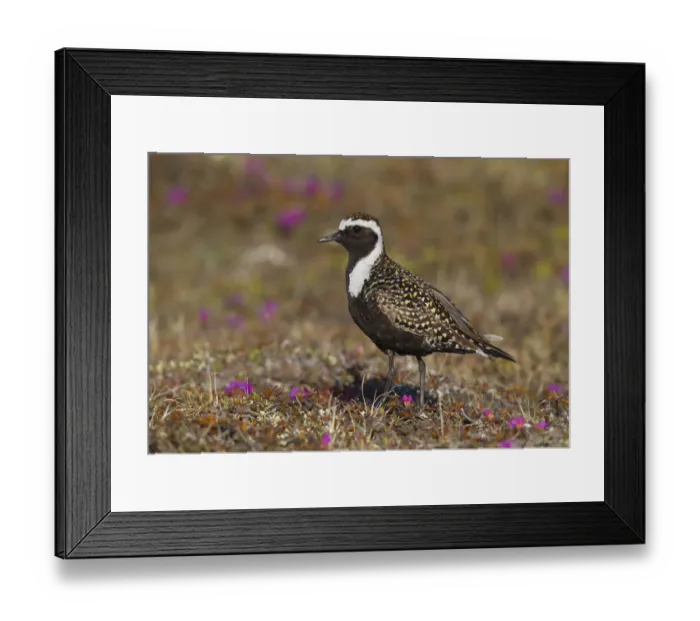 Framed Print : American Golden Plover (Pluvialis dominica) male, Manitoba, Canada