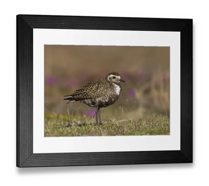 Framed Print : American Golden Plover (Pluvialis dominica) female, Manitoba, Canada Framed Print : American Golden Plover (Pluvialis dominica) female, Manitoba, Canada