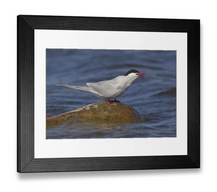Framed Print : Arctic Tern (Sterna paradisaea) calling, Manitoba, Canada Framed Print : Arctic Tern (Sterna paradisaea) calling, Manitoba, Canada