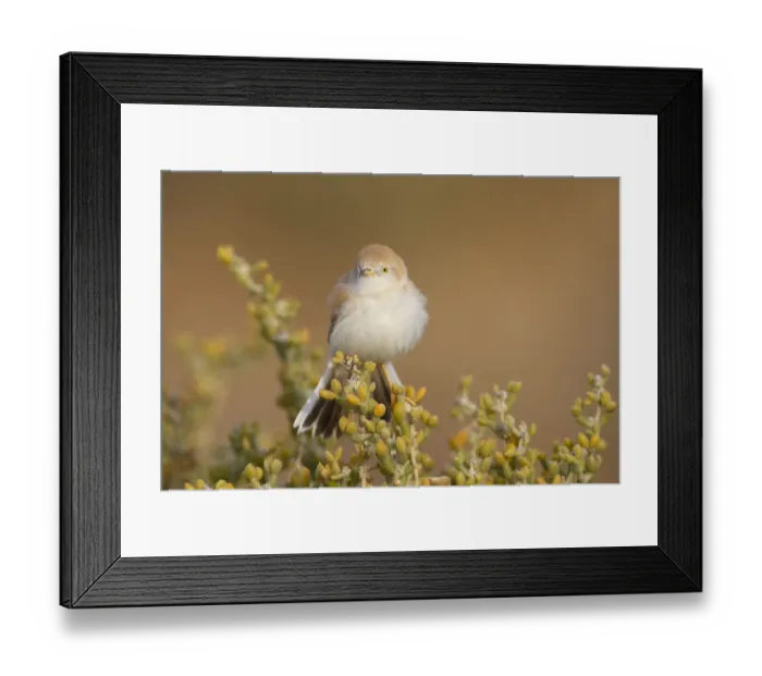 Framed Print : African Desert Warbler (Sylvia deserti), Morocco