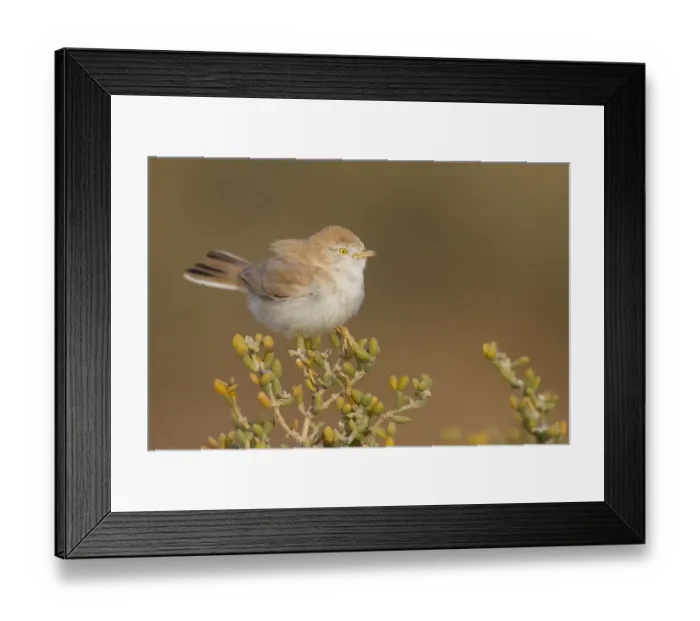 Framed Print : African Desert Warbler (Sylvia deserti), Morocco Framed Print : African Desert Warbler (Sylvia deserti), Morocco
