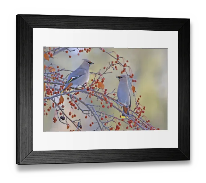 Framed Print : Bohemian Waxwing (Bombycilla garrulus), Saskatchewan, Canada