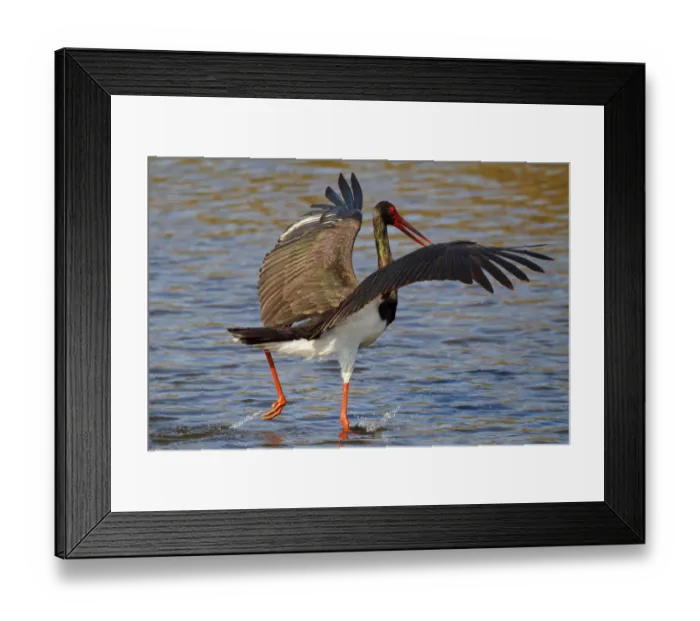 Framed Print : Black Stork (Ciconia nigra) foraging, Greece Framed Print : Black Stork (Ciconia nigra) foraging, Greece
