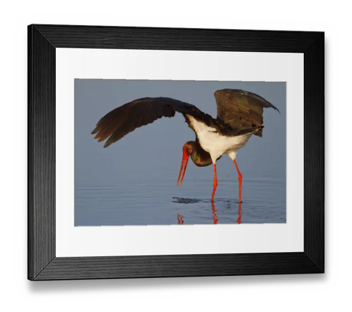 Framed Print : Black Stork (Ciconia nigra) foraging, Greece Framed Print : Black Stork (Ciconia nigra) foraging, Greece