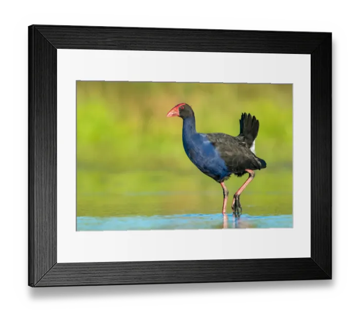 Framed Print : Australasian Swamphen (Porphyrio melanotus melanotus), Victoria, Australia Framed Print : Australasian Swamphen (Porphyrio melanotus melanotus), Victoria, Australia
