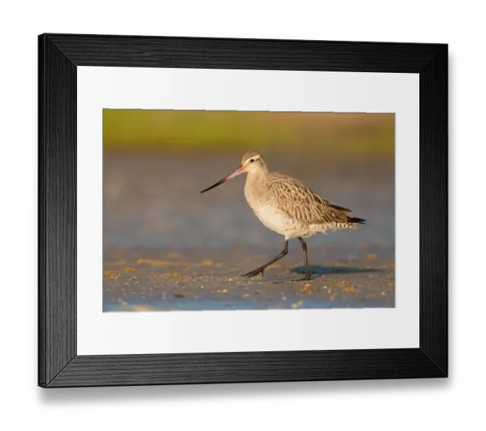 Framed Print : Bar-tailed Godwit (Limosa lapponica) foraging, Queensland, Australia Framed Print : Bar-tailed Godwit (Limosa lapponica) foraging, Queensland, Australia