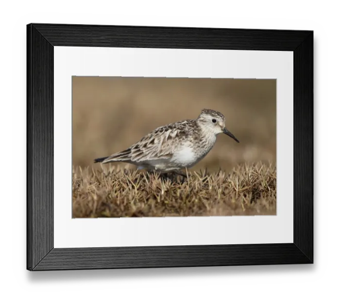 Framed Print : Bairds Sandpiper (Calidris bairdii) male, Alaska, USA Framed Print : Bairds Sandpiper (Calidris bairdii) male, Alaska, USA