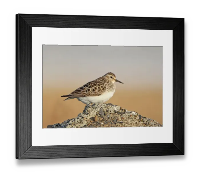 Framed Print : Bairds Sandpiper (Calidris bairdii) female, Alaska, USA Framed Print : Bairds Sandpiper (Calidris bairdii) female, Alaska, USA