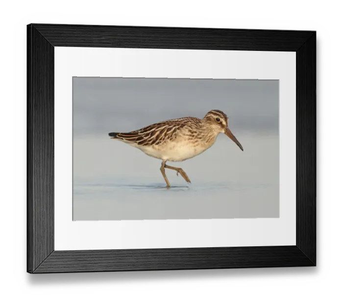 Framed Print : Broad-billed Sandpiper (Calidris falcinellus) juvenile foraging, Vorarlberg, Austria Framed Print : Broad-billed Sandpiper (Calidris falcinellus) juvenile foraging, Vorarlberg, Austria
