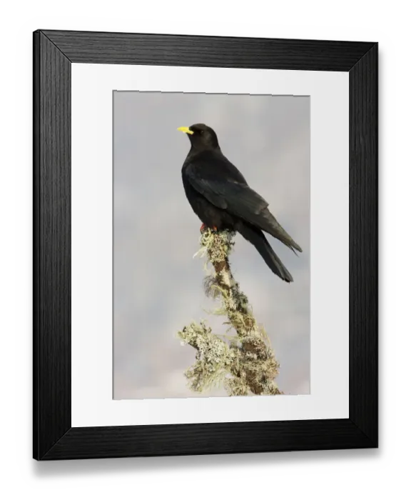 Framed Print : Alpine Chough (Pyrrhocorax graculus), Switzerland Framed Print : Alpine Chough (Pyrrhocorax graculus), Switzerland