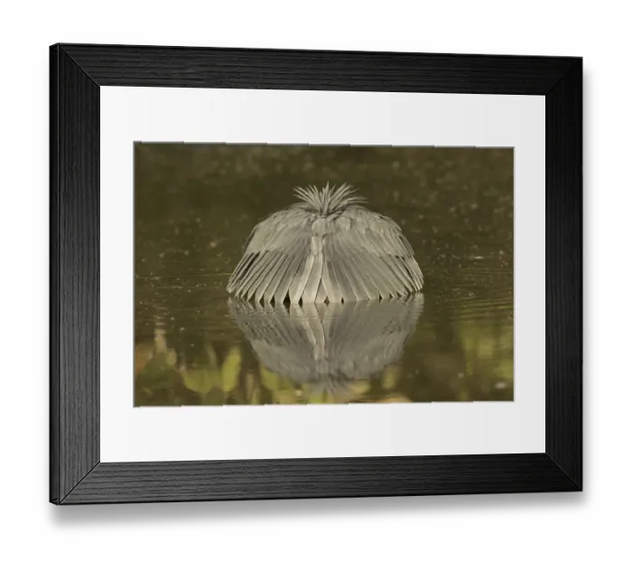 Framed Print : Black Heron (Egretta ardesiaca) foraging, Gambia Framed Print : Black Heron (Egretta ardesiaca) foraging, Gambia