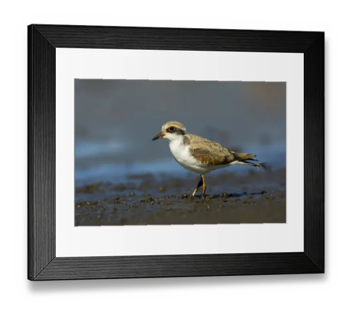 Framed Print : Black-fronted Dotterel (Elseyornis melanops) juvenile, Victoria, Australia Framed Print : Black-fronted Dotterel (Elseyornis melanops) juvenile, Victoria, Australia
