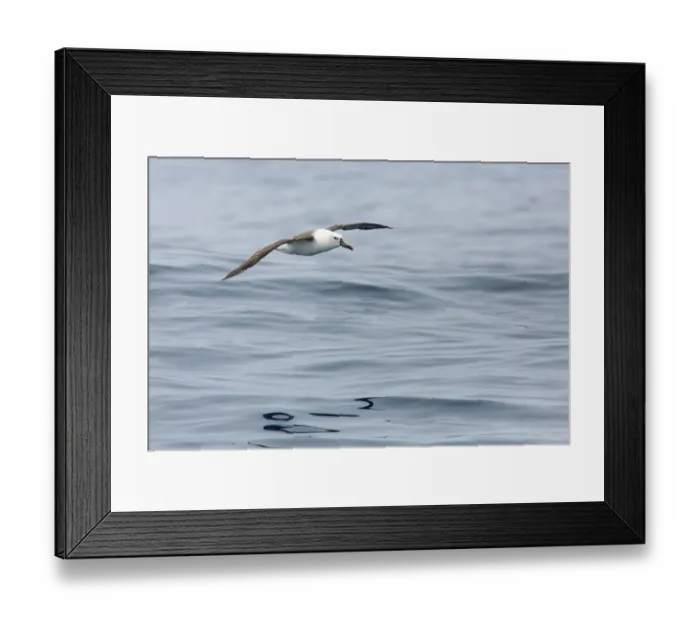 Framed Print : Atlantic Yellow-nosed Albatross (Thalassarche chlororhynchos) flying, Victoria, Australia Framed Print : Atlantic Yellow-nosed Albatross (Thalassarche chlororhynchos) flying, Victoria, Australia