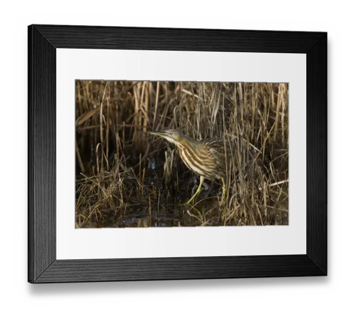 Framed Print : American Bittern (Botaurus lentiginosus) in fresh water marsh, California, USA Framed Print : American Bittern (Botaurus lentiginosus) in fresh water marsh, California, USA