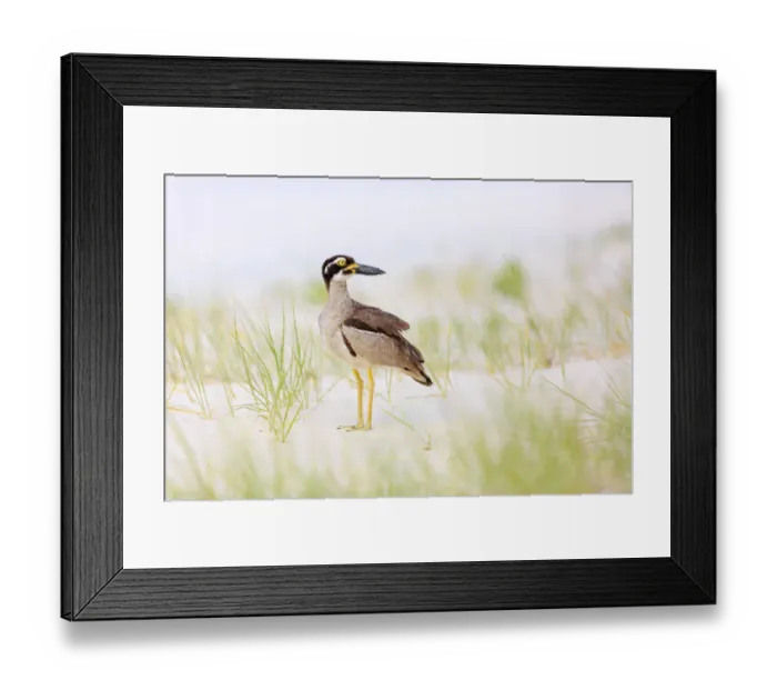 Framed Print : Beach Stone-curlew (Esacus magnirostris), Queensland, Australia Framed Print : Beach Stone-curlew (Esacus magnirostris), Queensland, Australia