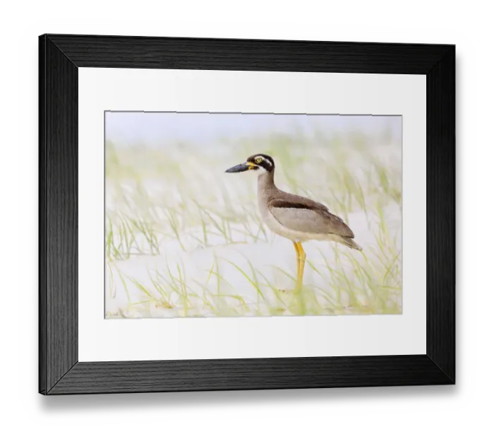 Framed Print : Beach Stone-curlew (Esacus magnirostris), Queensland, Australia Framed Print : Beach Stone-curlew (Esacus magnirostris), Queensland, Australia