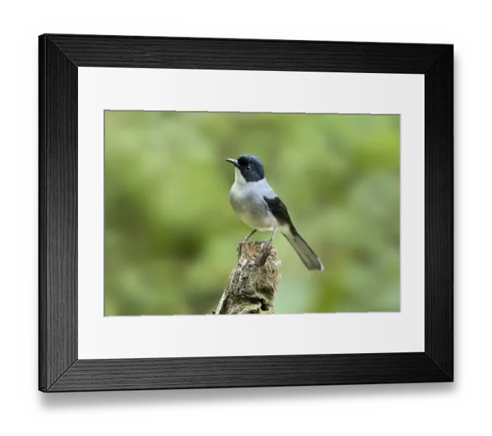 Framed Print : Black-headed Sibia (Heterophasia desgodinsi), Yunnan, China Framed Print : Black-headed Sibia (Heterophasia desgodinsi), Yunnan, China