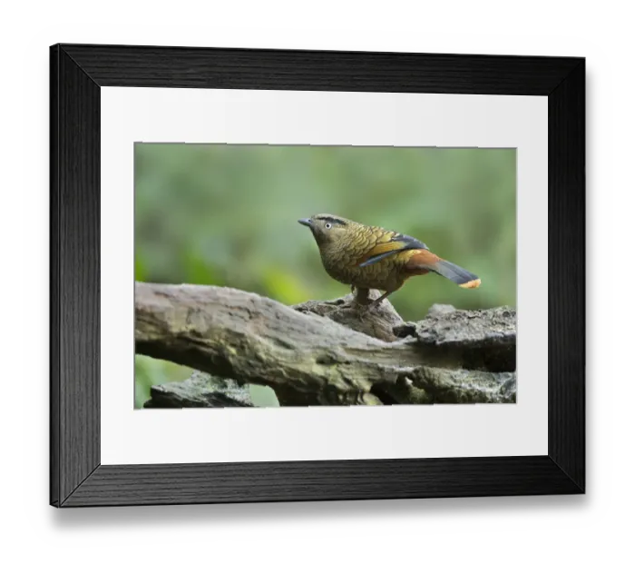 Framed Print : Blue-winged Laughingthrush (Trochalopteron squamatum), Yunnan, China Framed Print : Blue-winged Laughingthrush (Trochalopteron squamatum), Yunnan, China