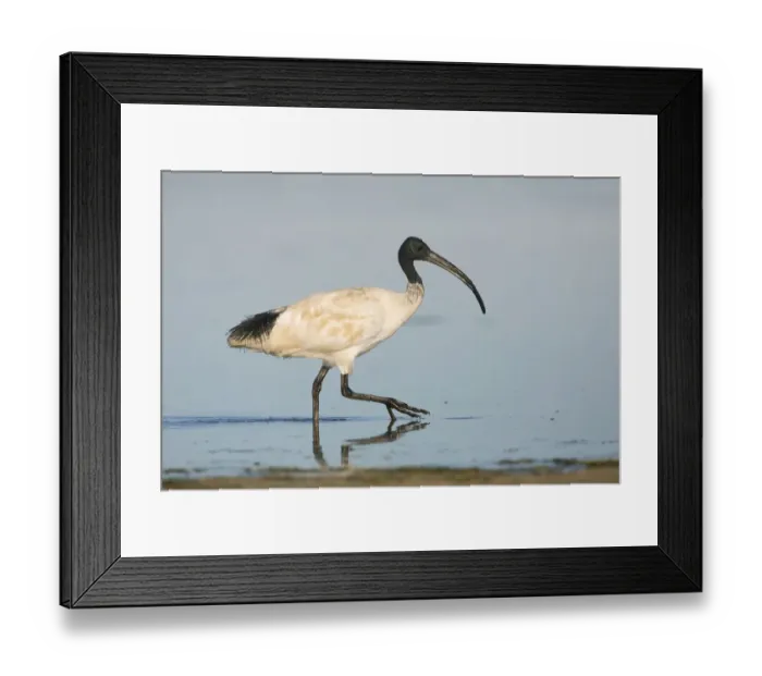 Framed Print : Australian White Ibis (Threskiornis molucca), Victoria, Australia Framed Print : Australian White Ibis (Threskiornis molucca), Victoria, Australia