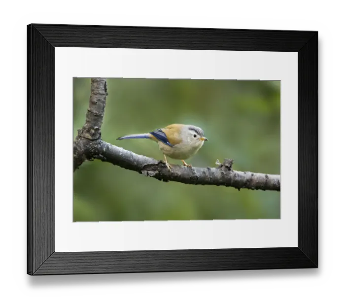 Framed Print : Blue-winged Minla (Minla cyanouroptera), Yunnan, China Framed Print : Blue-winged Minla (Minla cyanouroptera), Yunnan, China
