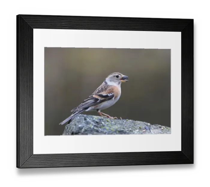 Framed Print : Brambling (Fringilla montifringilla) female with sunflower feed n beak, Lower Saxony Framed Print : Brambling (Fringilla montifringilla) female with sunflower feed n beak, Lower Saxony
