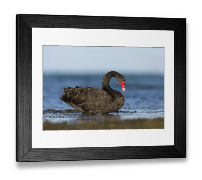 Framed Print : Black Swan (Cygnus atratus), Victoria, Australia