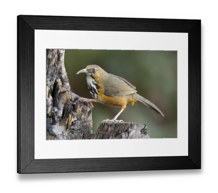 Framed Print : Black-streaked Scimitar Babbler (Pomatorhinus gravivox), Yunnan, China Framed Print : Black-streaked Scimitar Babbler (Pomatorhinus gravivox), Yunnan, China