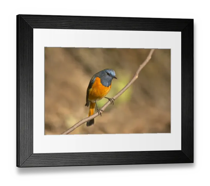 Framed Print : Blue-fronted Redstart (Phoenicurus frontalis) male, Yunnan, China Framed Print : Blue-fronted Redstart (Phoenicurus frontalis) male, Yunnan, China