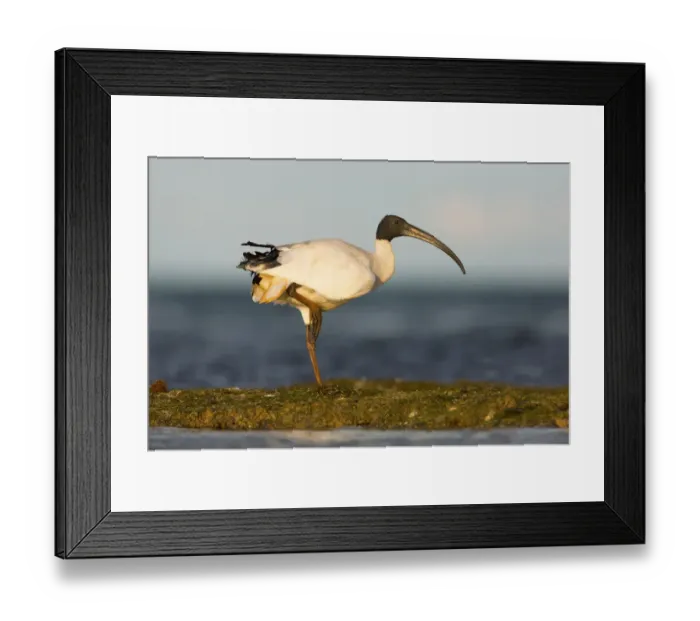 Framed Print : Australian White Ibis (Threskiornis molucca), Victoria, Australia Framed Print : Australian White Ibis (Threskiornis molucca), Victoria, Australia