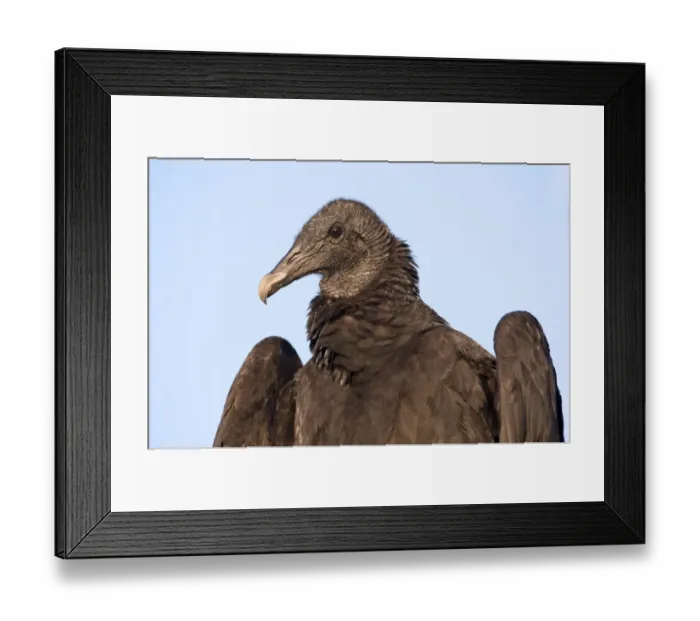 Framed Print : Black Vulture (Coragyps atratus), Texas, USA Framed Print : Black Vulture (Coragyps atratus), Texas, USA