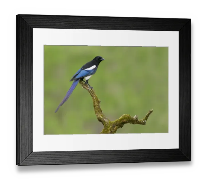 Framed Print : Black-billed Magpie (Pica hudsonia), Alberta, Canada Framed Print : Black-billed Magpie (Pica hudsonia), Alberta, Canada