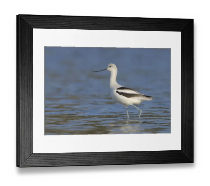 Framed Print : American Avocet (Recurvirostra americana), Alberta, Canada Framed Print : American Avocet (Recurvirostra americana), Alberta, Canada