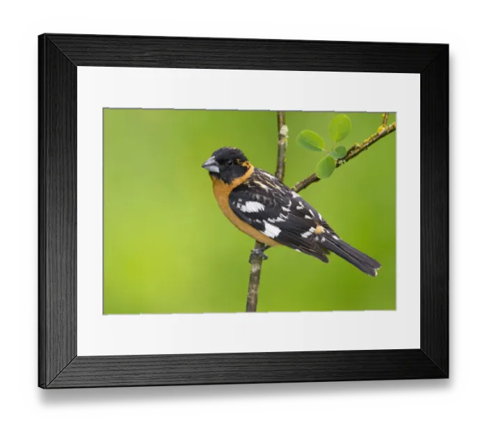Framed Print : Black-headed Grosbeak (Pheucticus melanocephalus) male, British Columbia, Canada Framed Print : Black-headed Grosbeak (Pheucticus melanocephalus) male, British Columbia, Canada