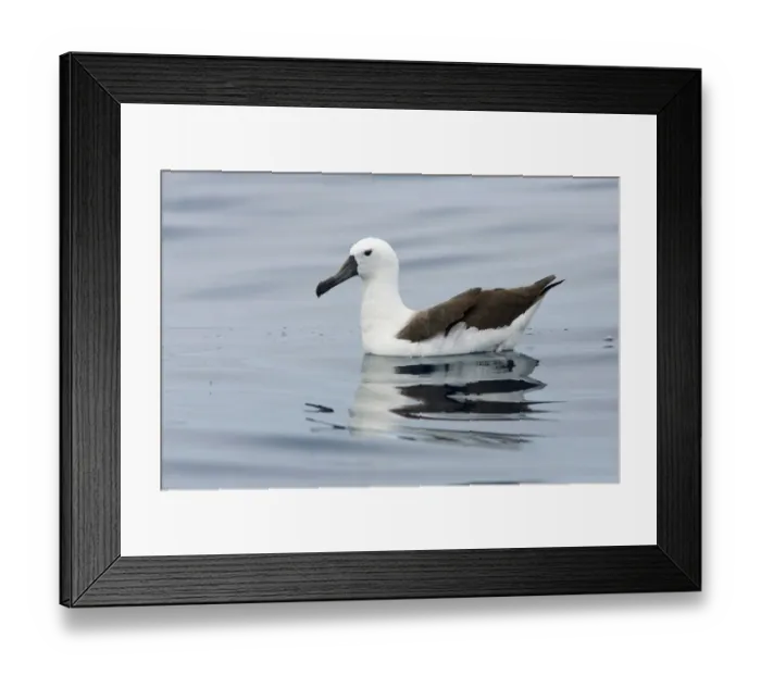 Framed Print : Atlantic Yellow-nosed Albatross (Thalassarche chlororhynchos) juvenile, Victoria, Australia Framed Print : Atlantic Yellow-nosed Albatross (Thalassarche chlororhynchos) juvenile, Victoria, Australia