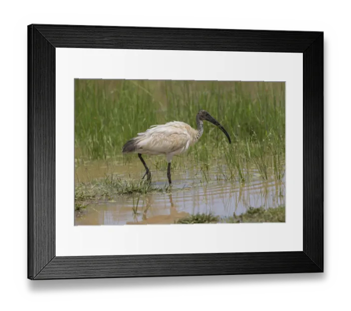 Framed Print : Black-headed Ibis (Threskiornis melanocephalus) foraging, Sri Lanka Framed Print : Black-headed Ibis (Threskiornis melanocephalus) foraging, Sri Lanka