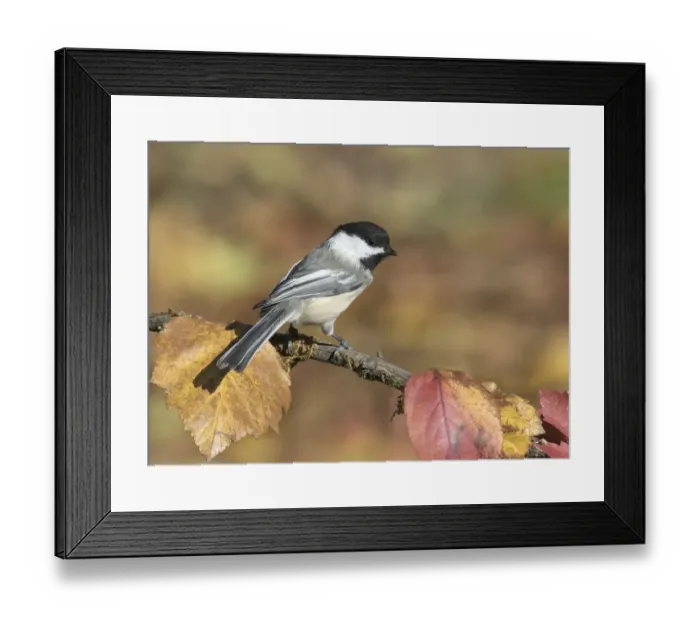 Framed Print : Black-capped Chickadee (Poecile atricapillus) perched on a branch, Saskatchewan, Canada Framed Print : Black-capped Chickadee (Poecile atricapillus) perched on a branch, Saskatchewan, Canada