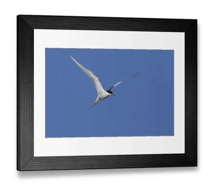 Framed Print : Arctic Tern (Sterna paradisaea) flying, Spitsbergen, Norway Framed Print : Arctic Tern (Sterna paradisaea) flying, Spitsbergen, Norway