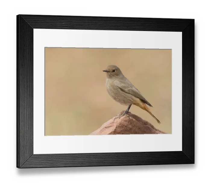 Framed Print : Black Redstart (Phoenicurus ochruros) female, Morocco