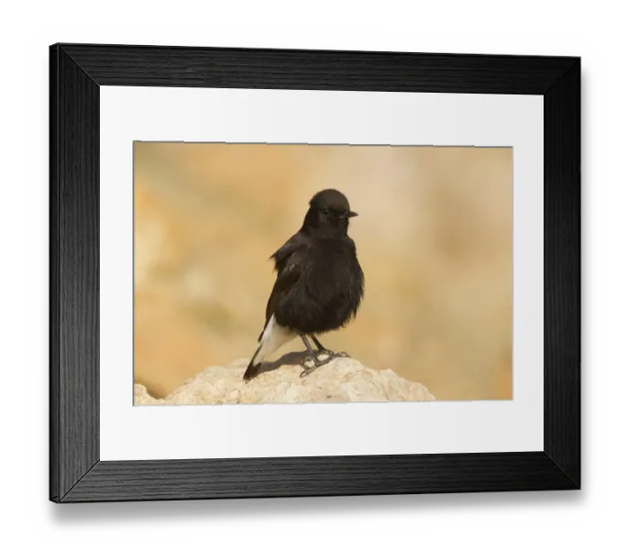 Framed Print : Black Wheatear (Oenanthe leucura) male, Morocco