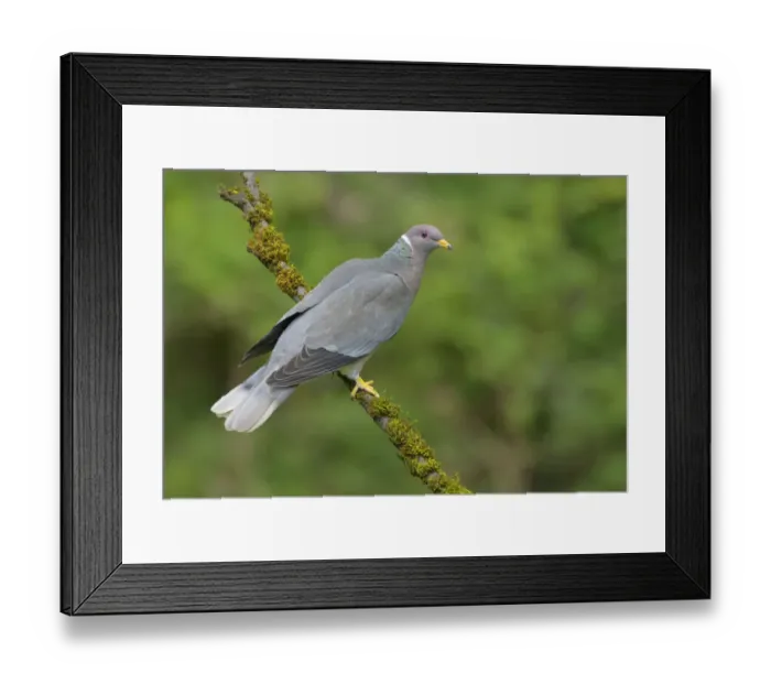 Framed Print : Band-tailed Pigeon (Patagioenas fasciata), British Columbia, Canada Framed Print : Band-tailed Pigeon (Patagioenas fasciata), British Columbia, Canada