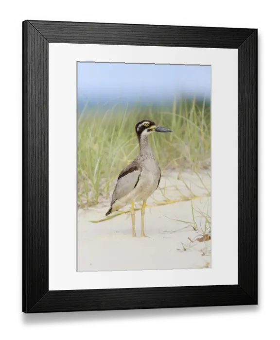 Framed Print : Beach Stone-curlew (Esacus magnirostris), Queensland, Australia