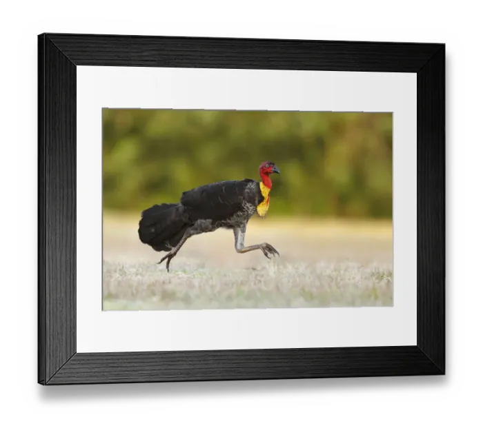 Framed Print : Australian Brushturkey (Alectura lathami) male running, Queensland, Australia Framed Print : Australian Brushturkey (Alectura lathami) male running, Queensland, Australia
