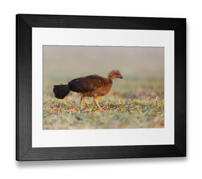 Framed Print : Australian Brushturkey (Alectura lathami) juvenile, Queensland, Australia Framed Print : Australian Brushturkey (Alectura lathami) juvenile, Queensland, Australia