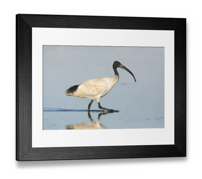 Framed Print : Australian White Ibis (Threskiornis molucca), Victoria, Australia Framed Print : Australian White Ibis (Threskiornis molucca), Victoria, Australia